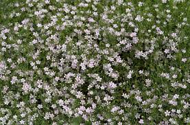 Attēlu rezultāti vaicājumam “Gypsophila muralis”