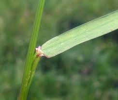 Attēlu rezultāti vaicājumam “Festuca pratensis”
