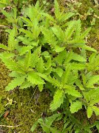 Attēlu rezultāti vaicājumam “Lycopus europaeus”