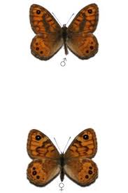 Attēlu rezultāti vaicājumam “Lasiommata megera male”