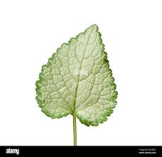 Attēlu rezultāti vaicājumam “Lamium maculatum leaf”