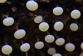 Attēlu rezultāti vaicājumam “Ceratiomyxa fruticulosa plasmodium”