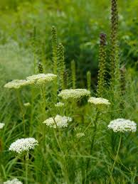 Attēlu rezultāti vaicājumam “Cenolophium denudatum leaf”
