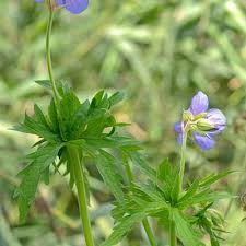 Image result for Geranium pratense