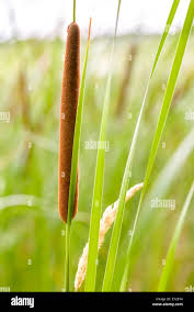 Attēlu rezultāti vaicājumam “Typha latifolia”