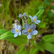 Attēlu rezultāti vaicājumam “Myosotis sylvatica flower”