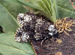 Attēlu rezultāti vaicājumam “Craniophora ligustri”