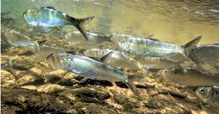 Image result for Alosa chrysochloris