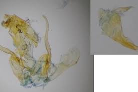 Attēlu rezultāti vaicājumam “Gelechia scotinella”