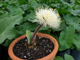 Attēlu rezultāti vaicājumam “Betula humilis male flower”