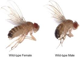 Attēlu rezultāti vaicājumam “Drosophila melanogaster”