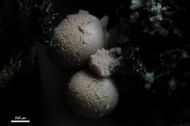 Attēlu rezultāti vaicājumam “Lycogala alisaulianovae macro”