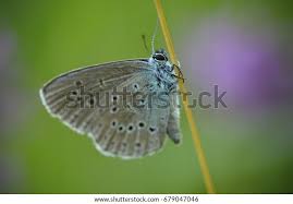 Attēlu rezultāti vaicājumam “Maculinea alcon underside”