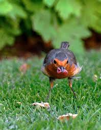Attēlu rezultāti vaicājumam “Erithacus rubecula adult”