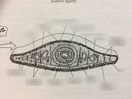 Attēlu rezultāti vaicājumam “Plathelminthes”