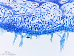 Attēlu rezultāti vaicājumam “Leptogium saturninum”