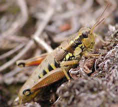 Attēlu rezultāti vaicājumam “Podisma pedestris”
