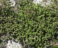 Attēlu rezultāti vaicājumam “Sedum sexangulare”