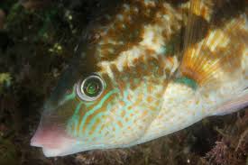 Image result for Symphodus bailloni