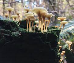 Attēlu rezultāti vaicājumam “Lichenomphalia umbellifera”