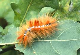 Attēlu rezultāti vaicājumam “Acronicta megacephala larva”