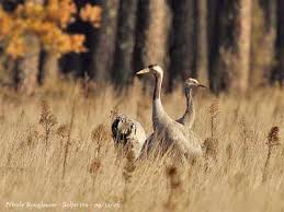 Attēlu rezultāti vaicājumam “Grus grus eggs”