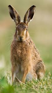 Attēlu rezultāti vaicājumam “Leporida”