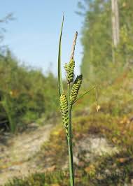 Attēlu rezultāti vaicājumam “Carex cespitosa”