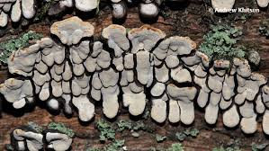 Attēlu rezultāti vaicājumam “Xylobolus frustulatus”