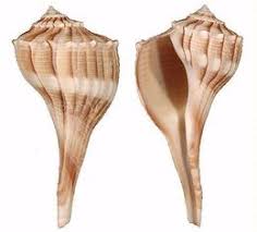 Image result for Sinistrofulgur perversum