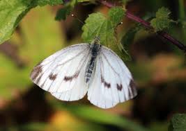 Attēlu rezultāti vaicājumam “Pieris napi female”