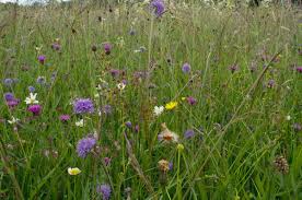 Attēlu rezultāti vaicājumam “Cynosurus cristatus flower”