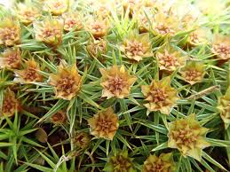 Attēlu rezultāti vaicājumam “Polytrichum juniperinum”