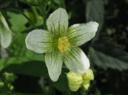 Attēlu rezultāti vaicājumam “Bryonia alba flower”