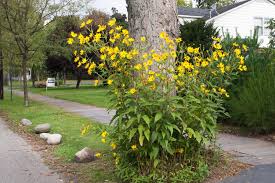 Attēlu rezultāti vaicājumam “Helianthus tuberosus flower”