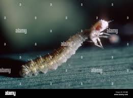 Attēlu rezultāti vaicājumam “Syrphus sp. larva”