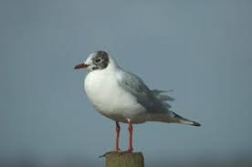 Attēlu rezultāti vaicājumam “Larus ridibundus”