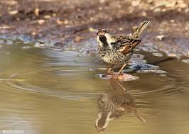 Image result for Passer hispaniolensis