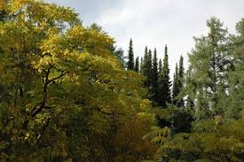 Attēlu rezultāti vaicājumam “Juglans mandshurica”