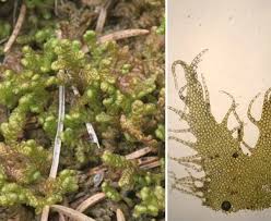 Attēlu rezultāti vaicājumam “Ptilidium ciliare”