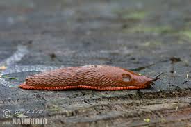 Attēlu rezultāti vaicājumam “Arion lusitanicus”