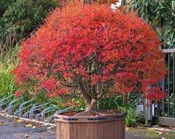 Attēlu rezultāti vaicājumam “Enkianthus chinensis leaf”