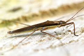 Attēlu rezultāti vaicājumam “Limnoporus rufoscutellatus”