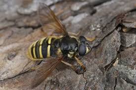 Attēlu rezultāti vaicājumam “Sericomyia silentis”