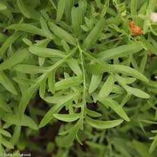 Attēlu rezultāti vaicājumam “Centaurea scabiosa leaf”