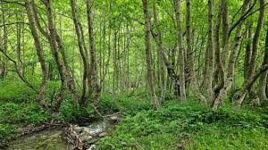 Attēlu rezultāti vaicājumam “Alnus incana”