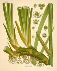 Attēlu rezultāti vaicājumam “Carex arenaria  fruit”