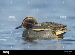 Attēlu rezultāti vaicājumam “Anas crecca male”