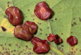 Attēlu rezultāti vaicājumam “Neuroterus albipes”