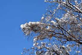 Attēlu rezultāti vaicājumam “Betula pubescens flower”